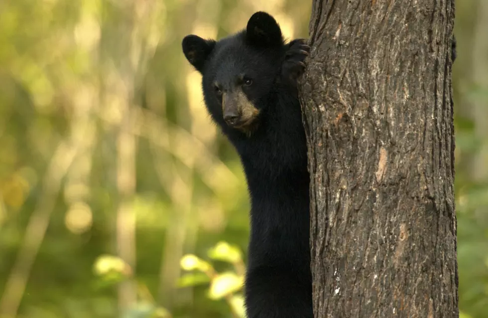 U.S. Forest Service Warns About Bears In THIS Michigan Campground