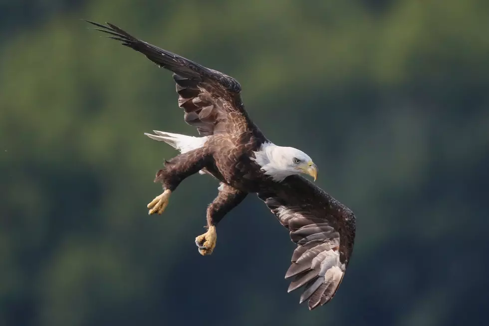 UPDATE: State of Michigan Recovers Drone Killed By Bald Eagle