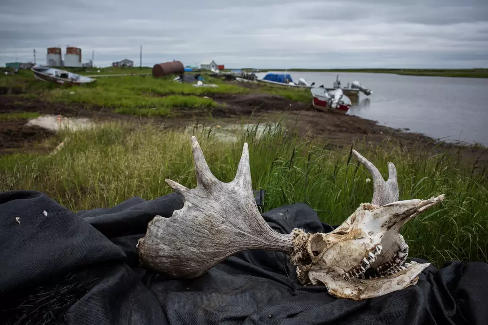 Mystery! What Killed The Bull Moose On Isle Royale?