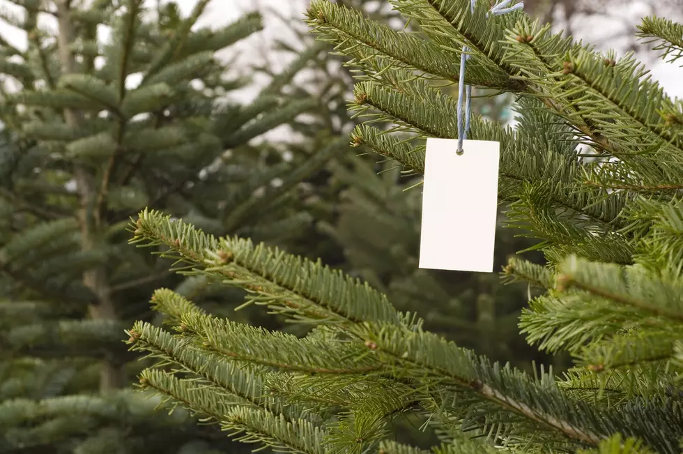 Michigan Christmas Tree Farms Booming During Pandemic