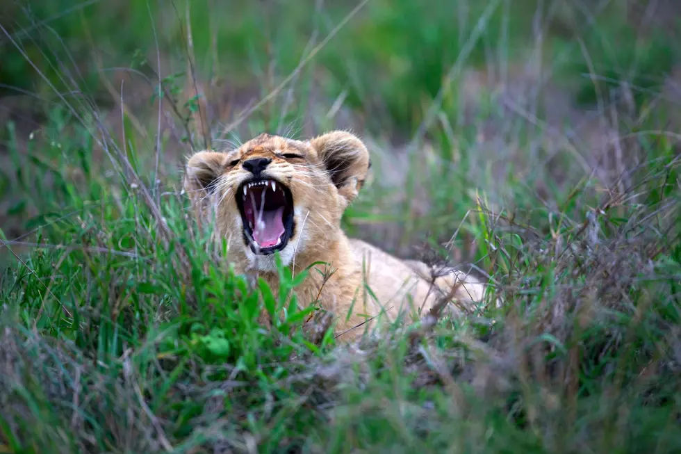 Detroit Zoo Welcomes A New Lion Cub