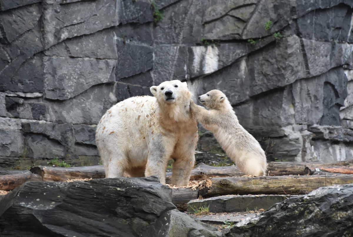 Detroit Zoo Polar Bear Cubs