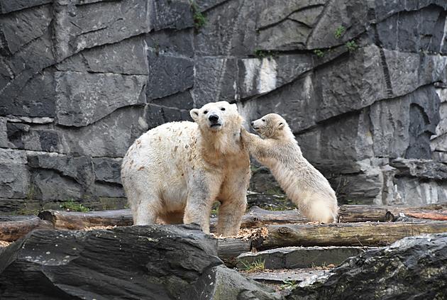 Detroit Zoo Welcomes Polar Bear Cubs