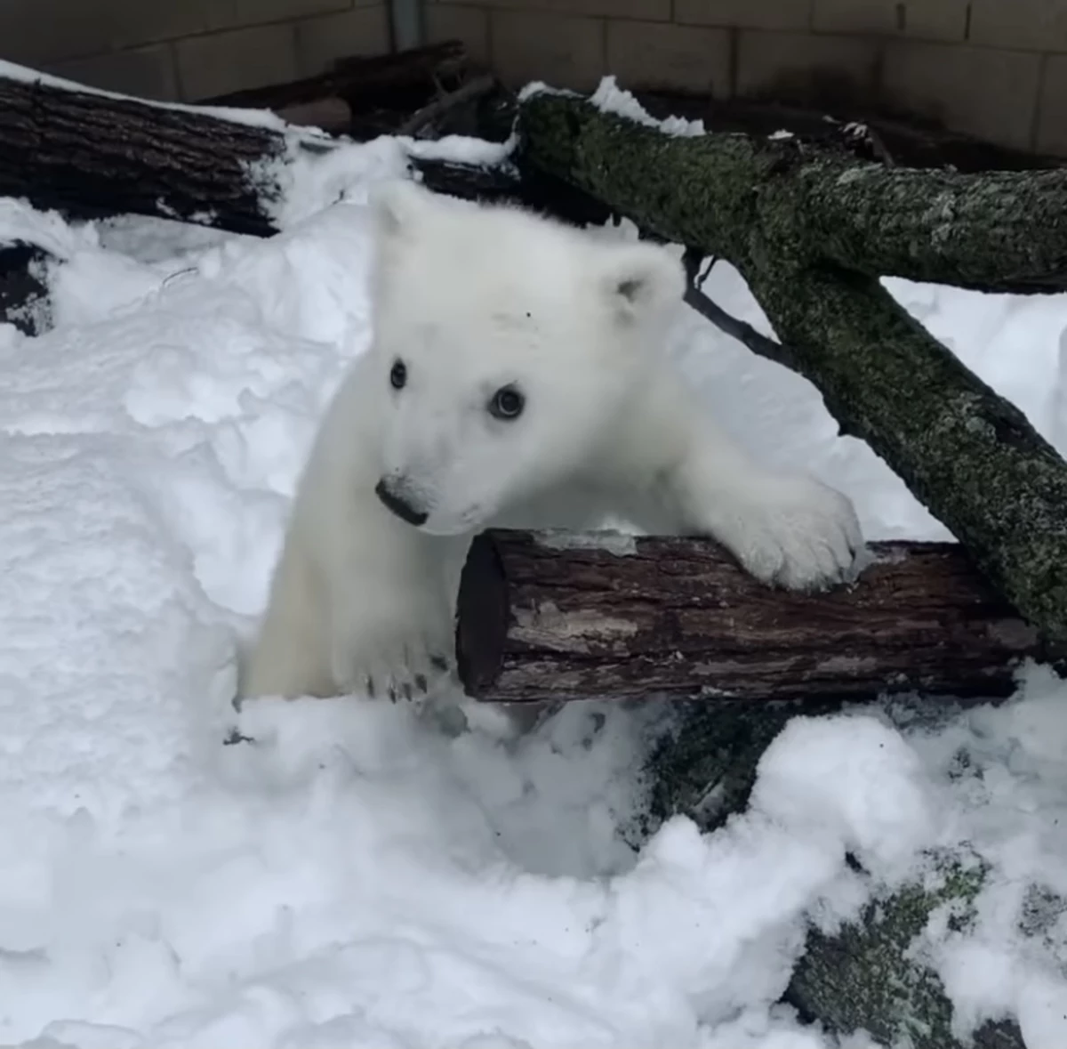 Polar Bear Cub's First Time Playing In The Snow At Detroit Zoo