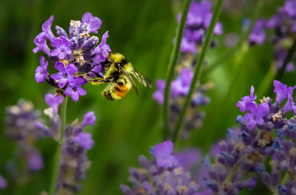 Save Michigan Bees and Butterflies By Delaying Yardwork