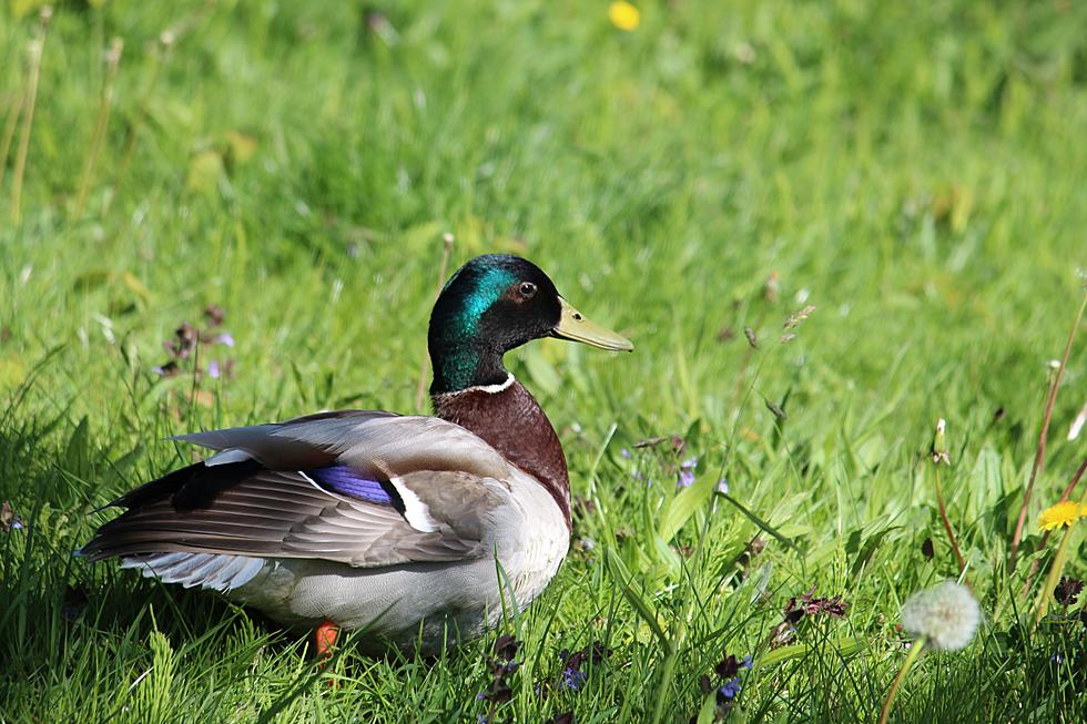 Famous Michigan Duck Stamps Support DNR and MDHA