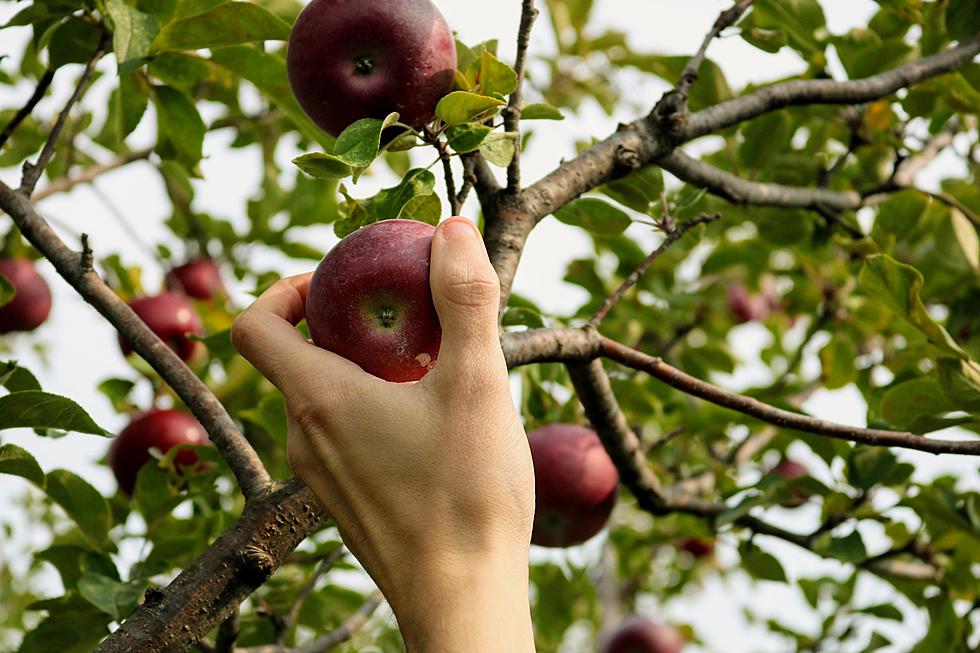 Fluctuating Weather Affects Michigan Fruit Trees
