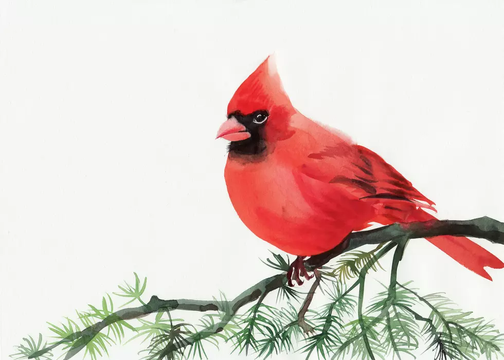 Watercolor painting of cardinal bird sitting on a branch