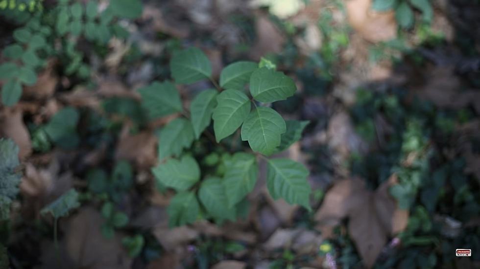 Poison Ivy Is on the Rise in Michigan