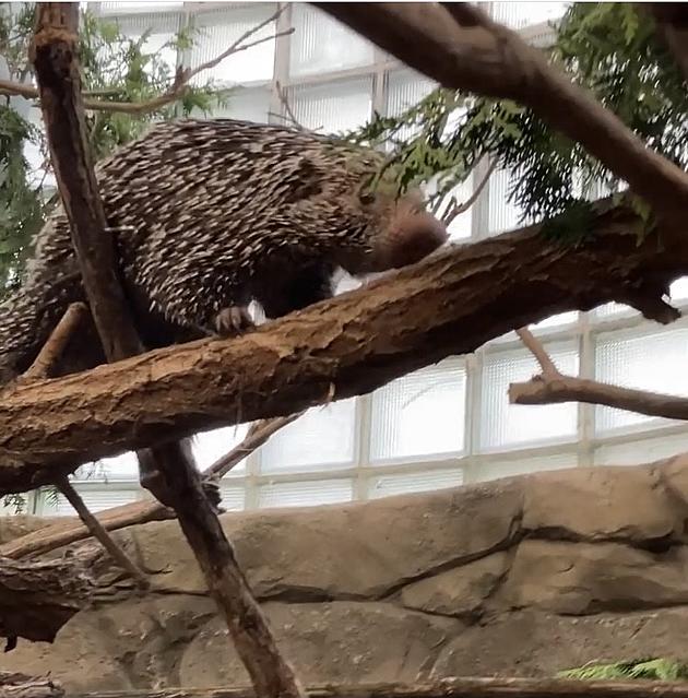 Visit the New Prehensile-Tailed Porcupine at Potter Park Zoo