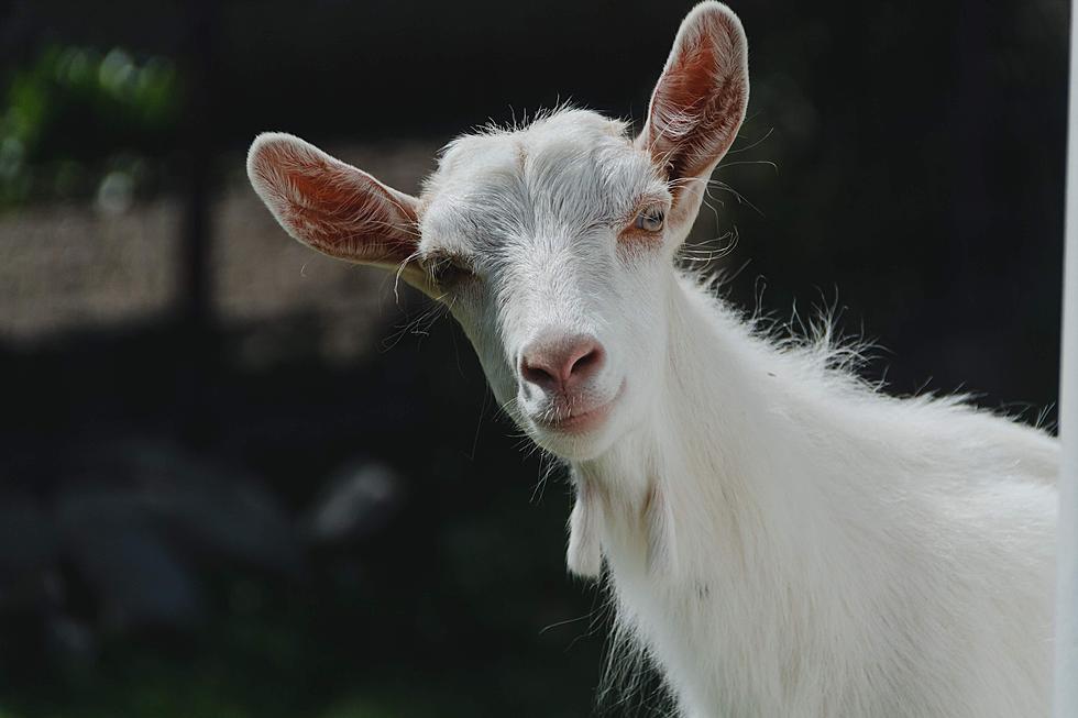 Is It Legal to Own a Goat in Lansing or East Lansing?
