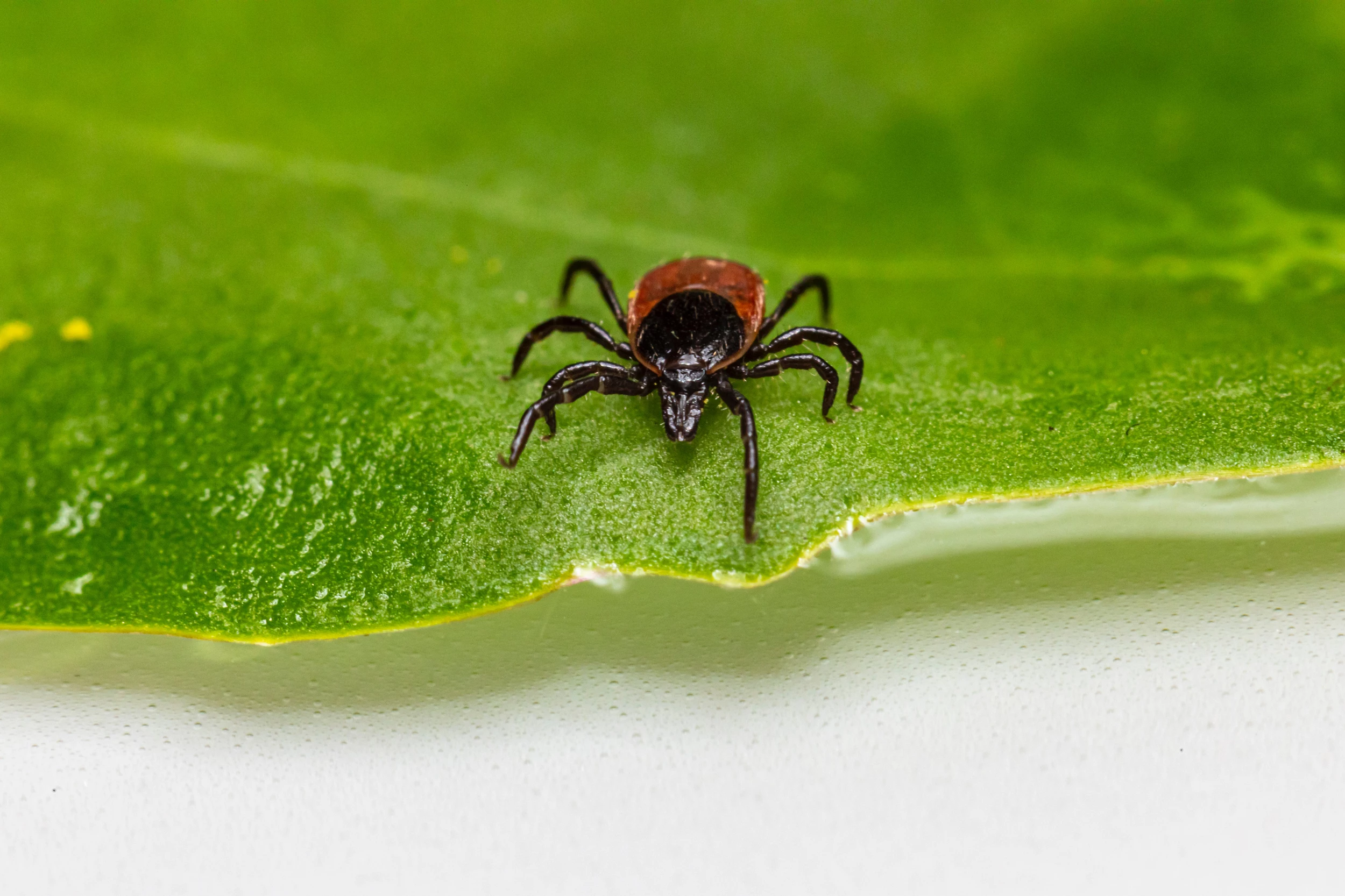 Ticks Still a Problem in Michigan