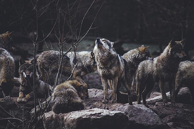 Michigan Senate Discusses Wolf Hunting Bill