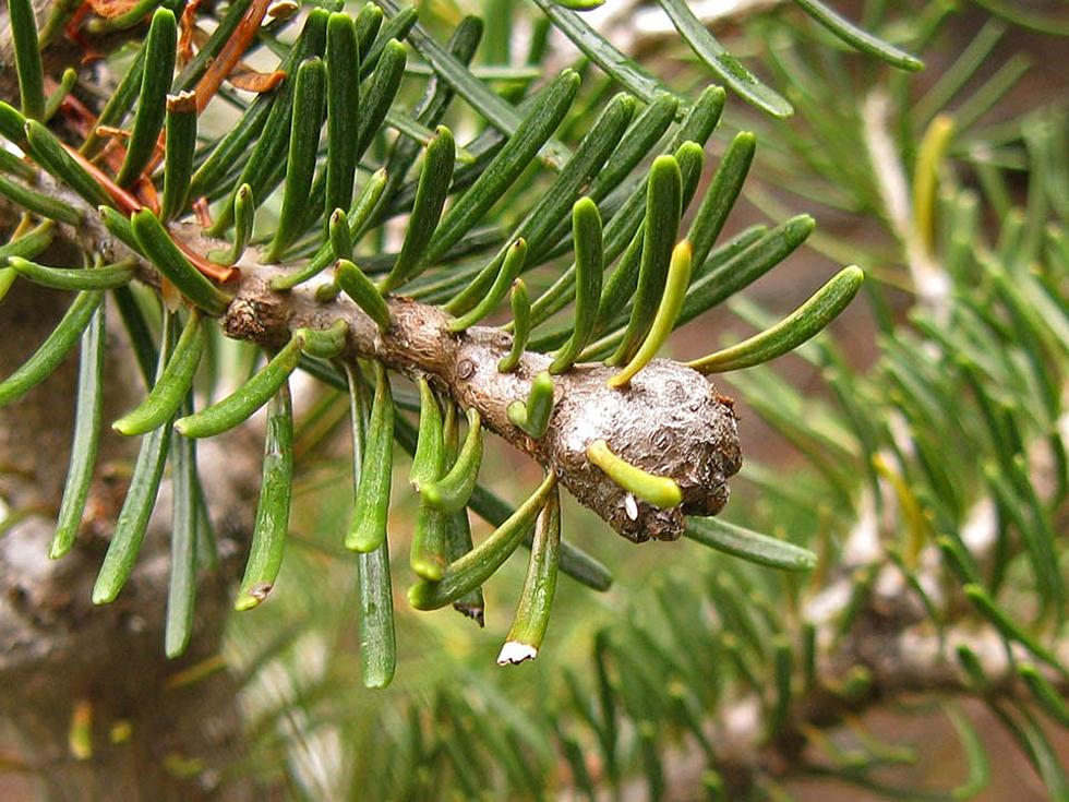 This Bug May Hurt Christmas Tree Industry In Michigan