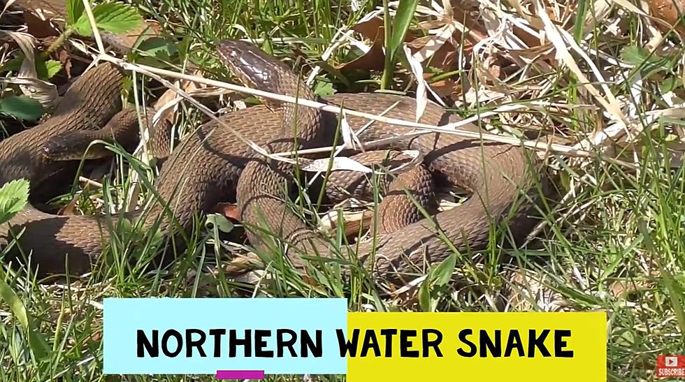 Michigan Kayaker Stumbles Across Massive Water Snake