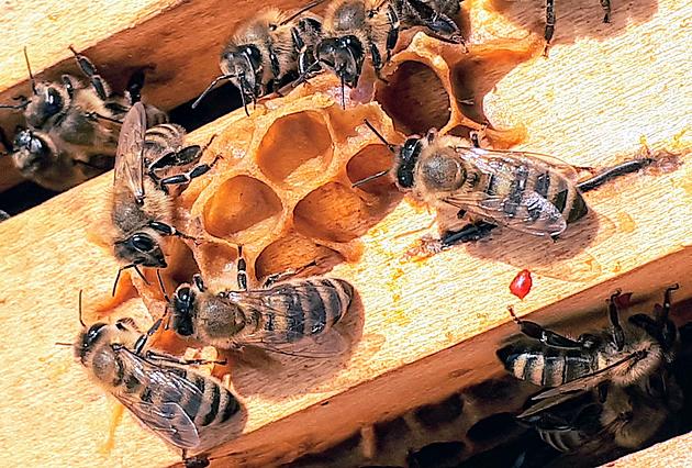 Honeybees on the Loose After Michigan Truck Carrying 50 Million Crashes
