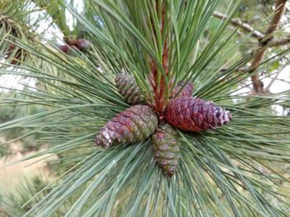 Grab Red Pine Cones In Michigan For Cash This September