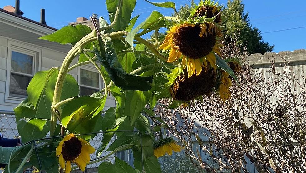 Is it Normal for Sunflowers to Grow Like This?
