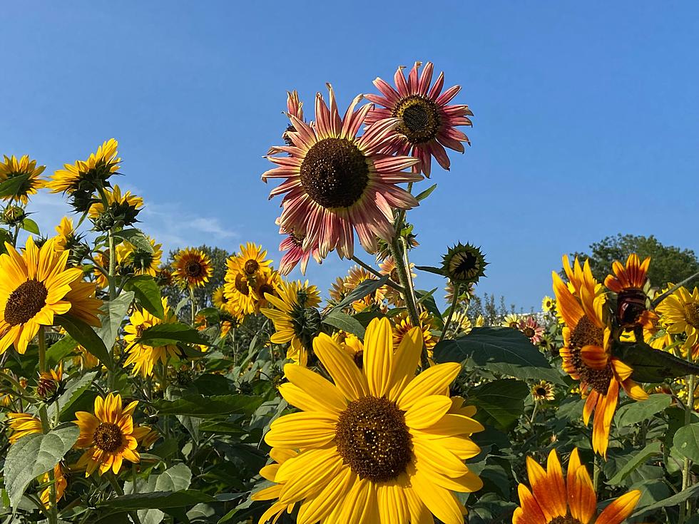 9 Places in Michigan to Take Cute Sunflower Pics