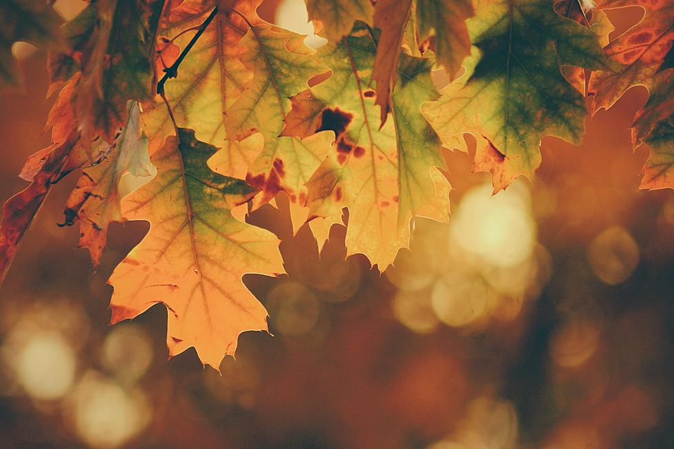 15 Lies Michiganders Tell Themselves During the Fall