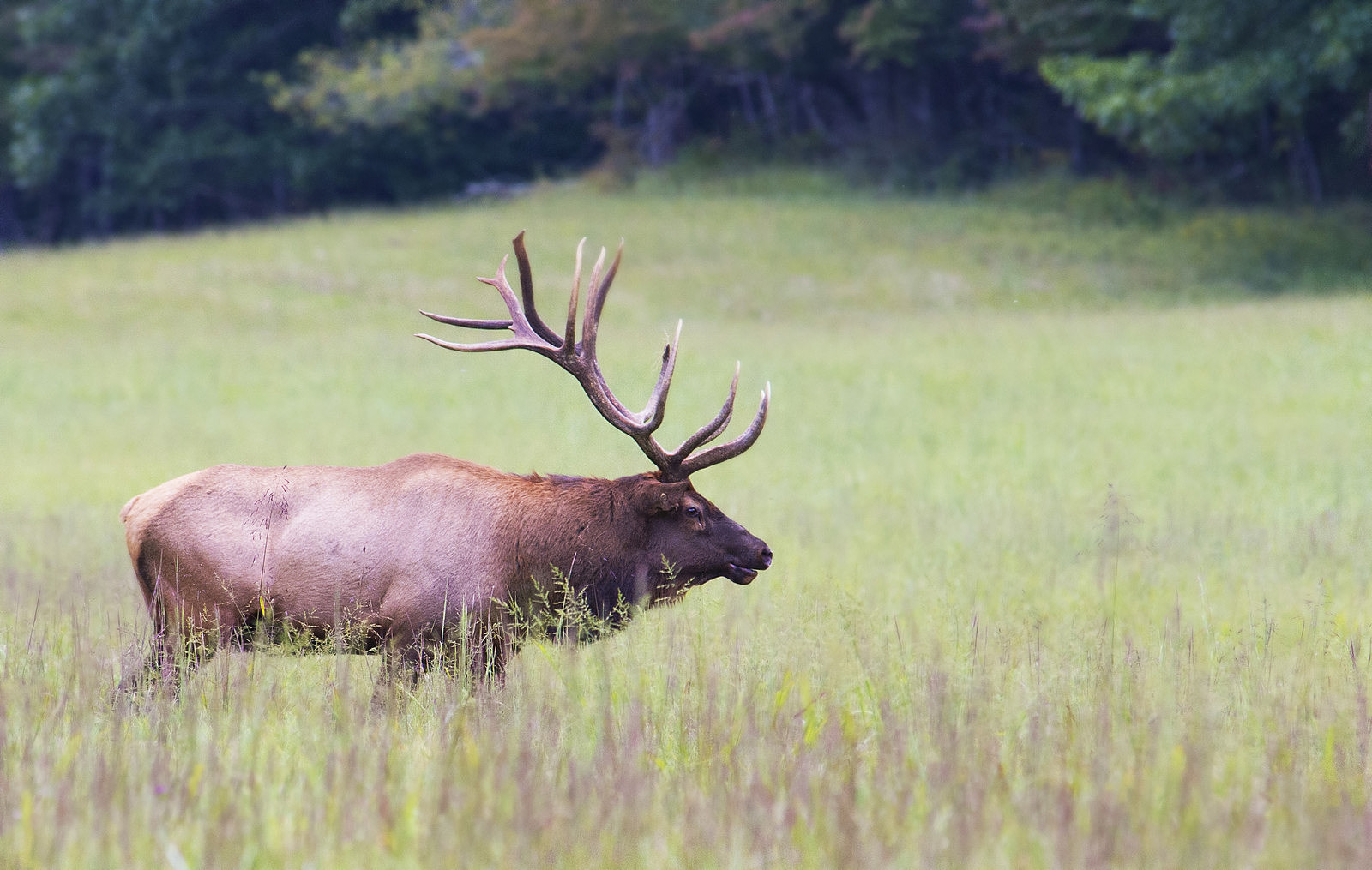 Michigan Elk Season Starts Today