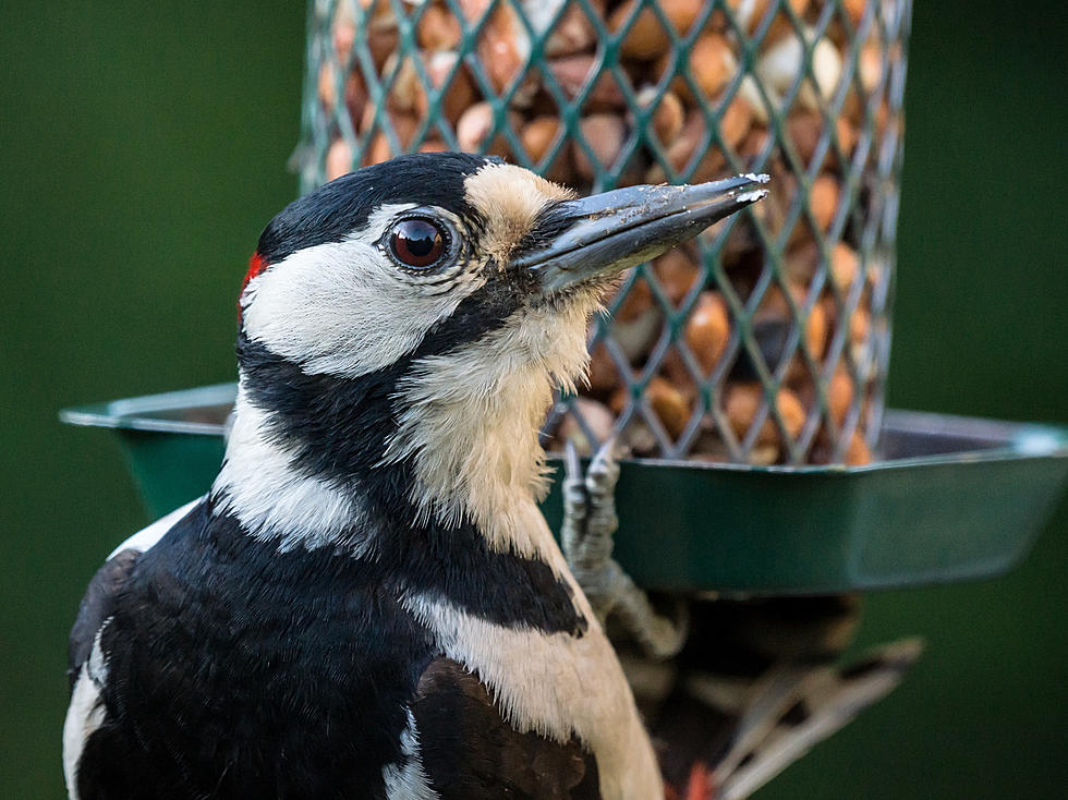 Feeding Your Backyard Birds? It Could Be a Felony in Michigan