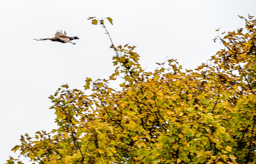 Good News For Michigan Pheasant Hunters And What You Should Know