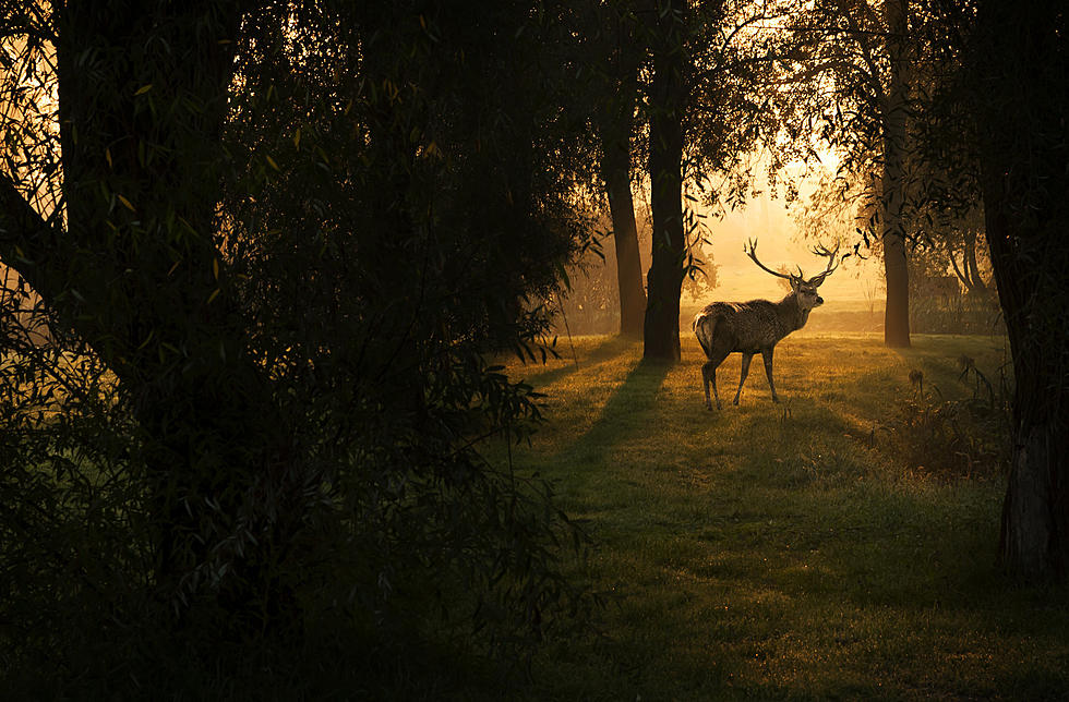 Michigan Department of Natural Resources Makes Deer Hunting Regulation Changes