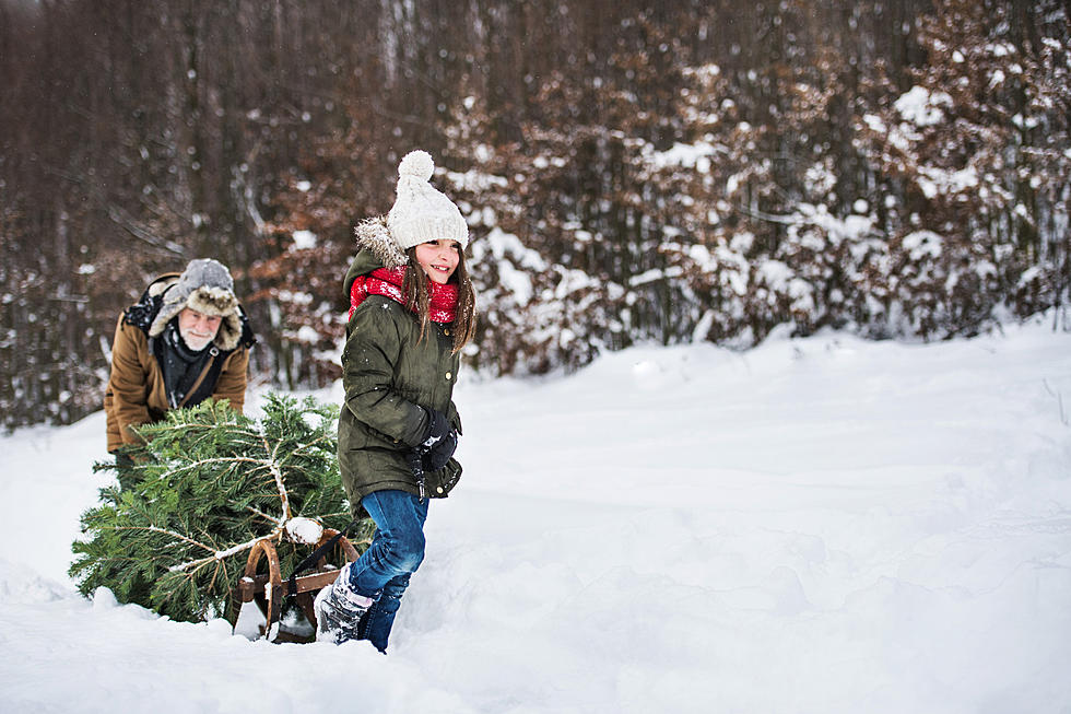 Cutting Down a Christmas Tree in Michigan? Here Is What You Need To Know
