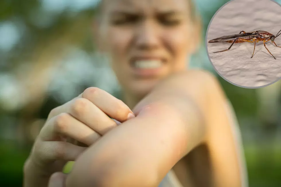 It's Bug (Bite) Season in Michigan! How to Fight Back
