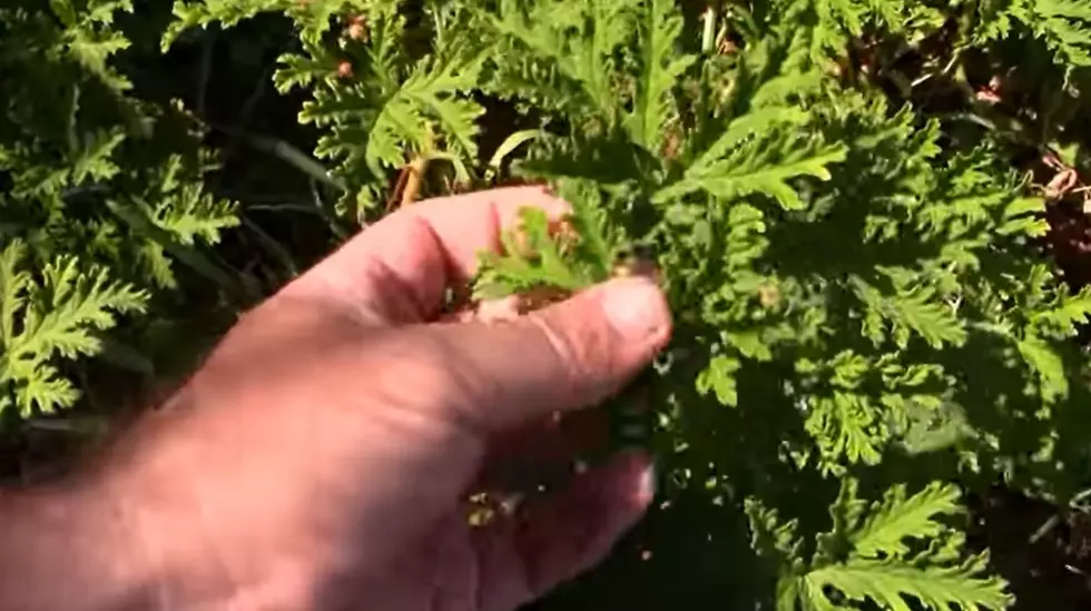 EatYourBackyard via Youtube