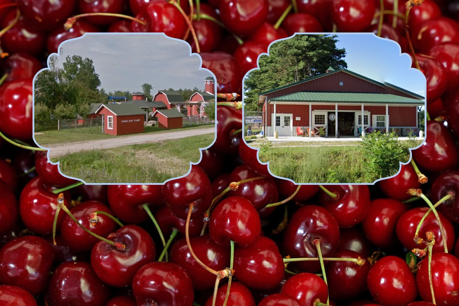 Michigan Sweet Cherries - Riveridge Produce Marketing, INC.