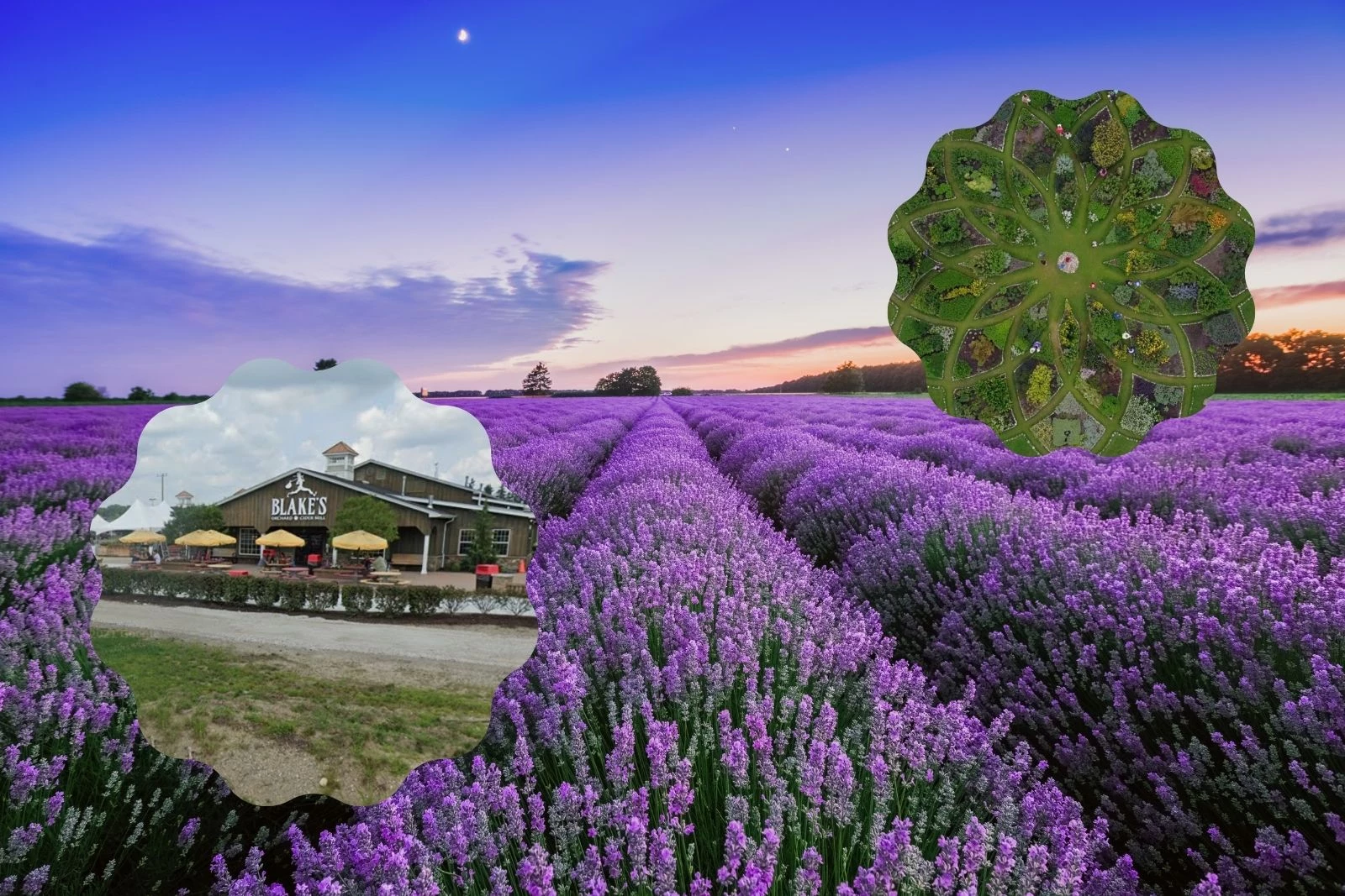 The 14th Annual Michigan Lavender Festival Is This Weekend