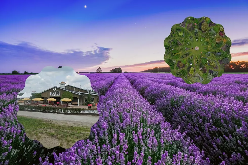 Pick Your Own Lavender At These Fantastic Michigan Farms