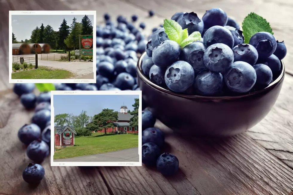 Check Out These Fantastic Michigan Farms for U-Pick Blueberries