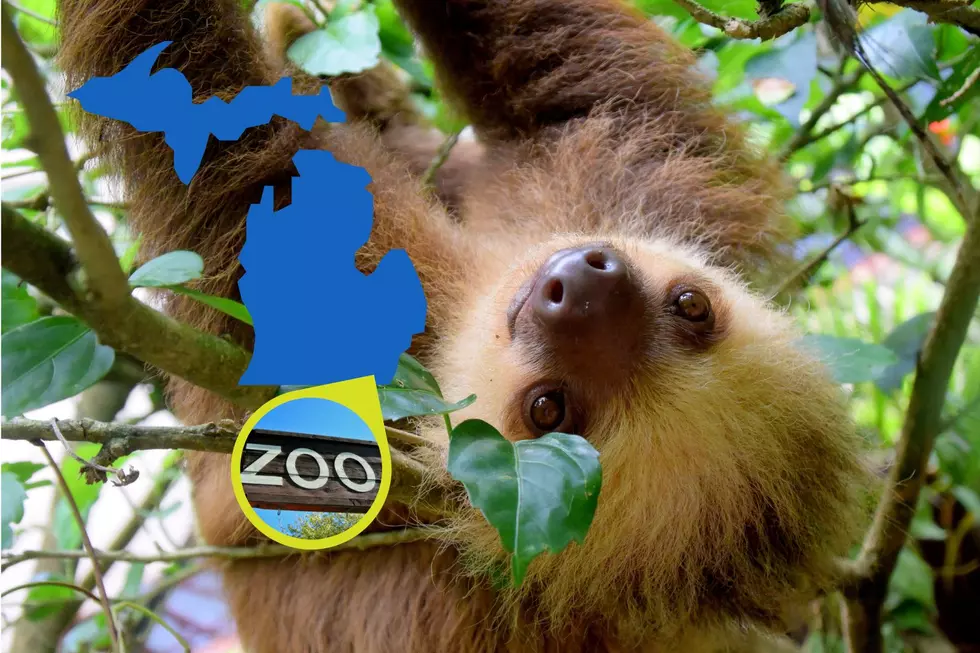 Love Sloths? Hang Out With One at a Michigan Zoo