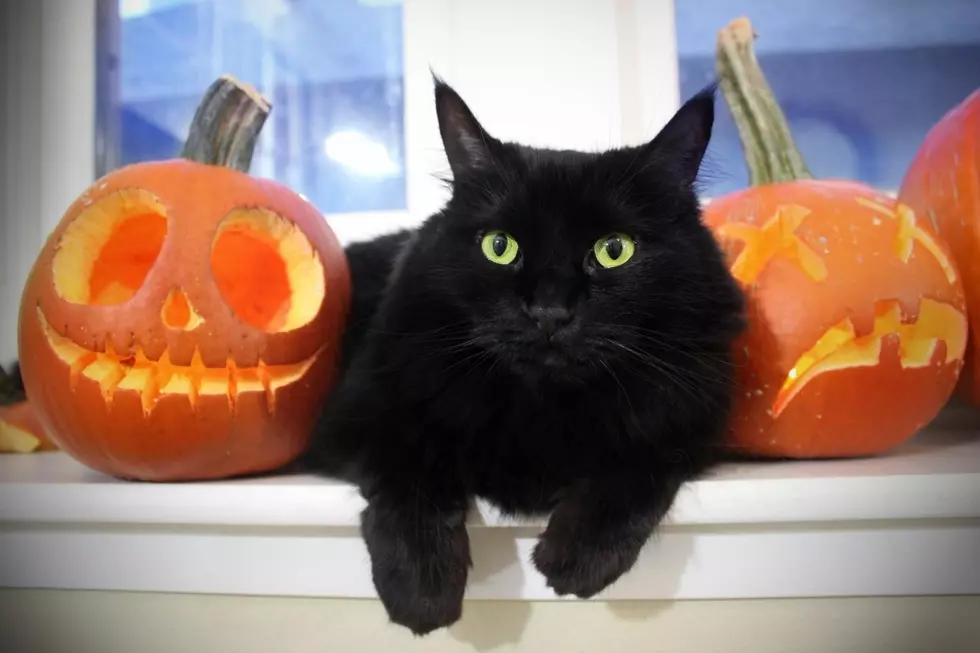Are You Allowed to Adopt a Black Cat Around Halloween?