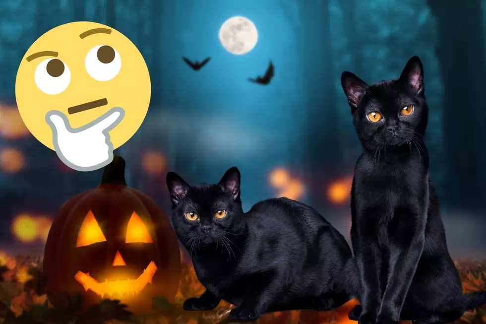 Are You Allowed to Adopt a Black Cat Around Halloween?