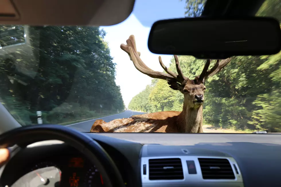 Be aware of deer crossing!