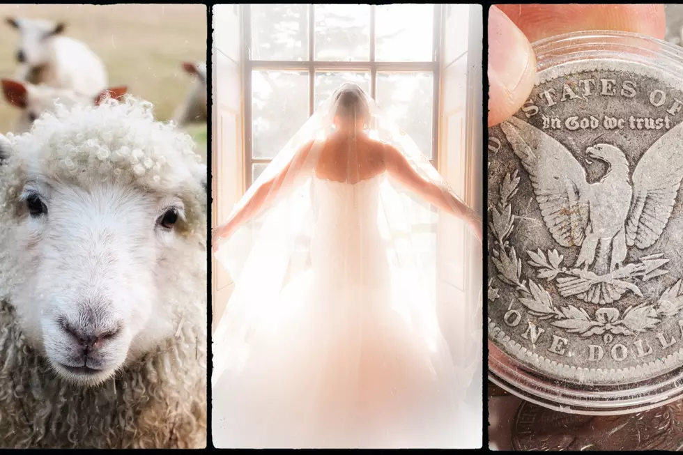 What’s Happening in Lansing This Weekend: Brides, Animals & More