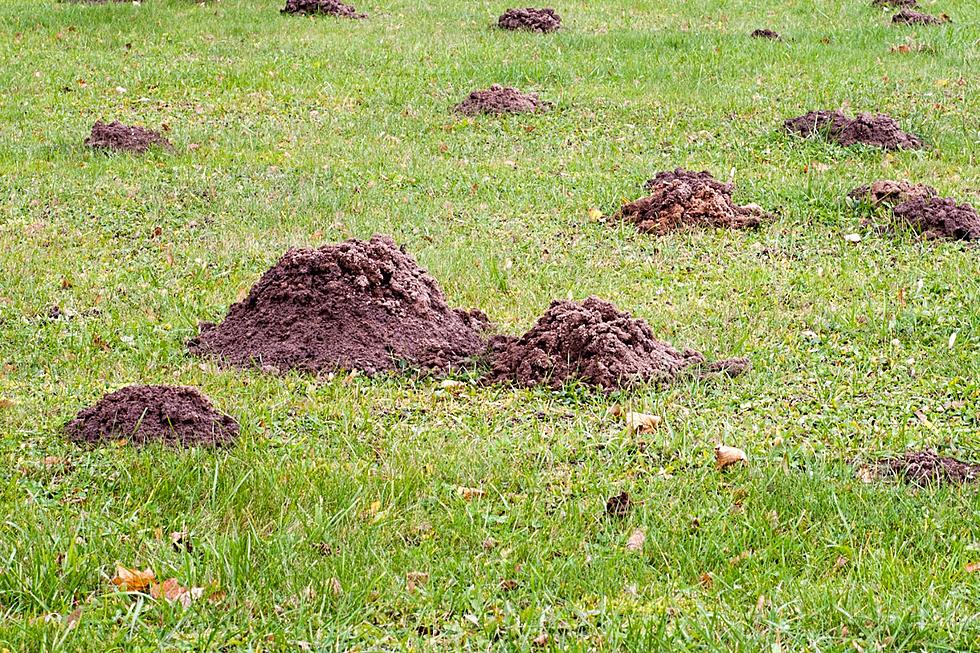 How Can You Rid Your Yard of Moles?