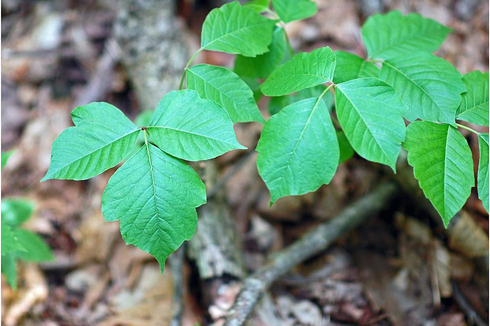 Leaves of Three, Let Them Be: Poison Ivy in Michigan