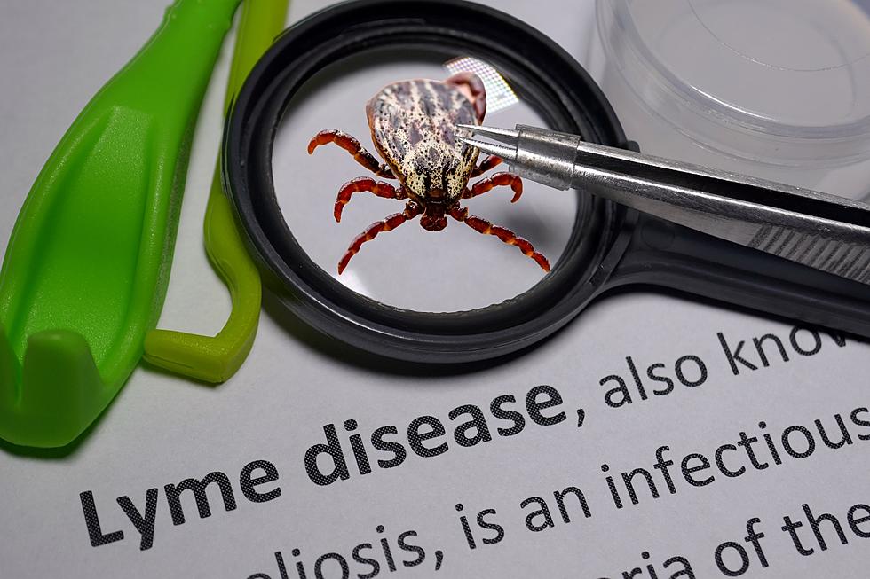 You’re More Likely to Get Lyme Disease in These Michigan Counties