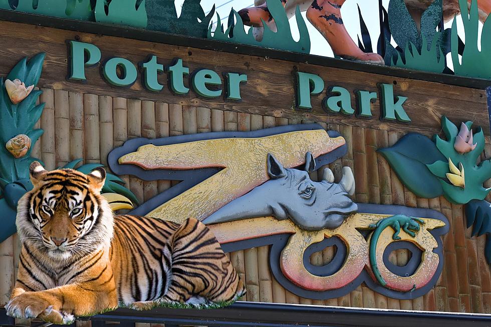 Tiger That Once Lived at Potter Park Zoo Has Died