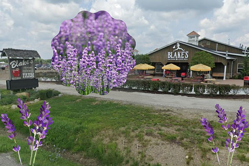 Lavender Festival is This Weekend at Blake’s Orchard & Cider Mill