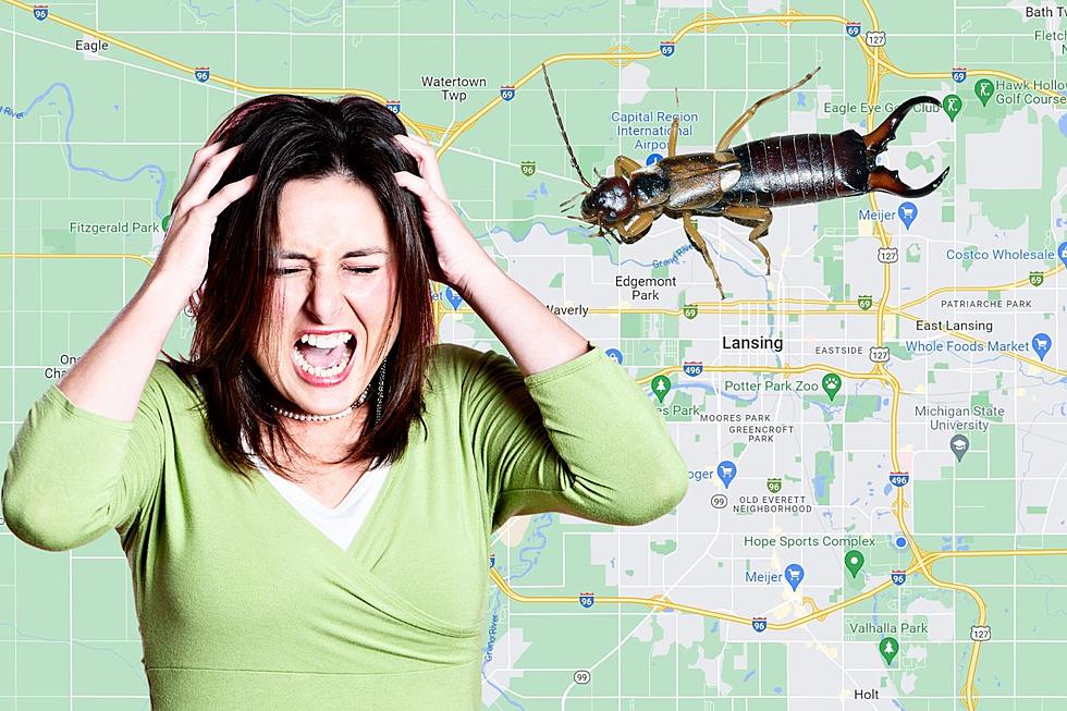 Lansing, Have You Been Seeing Way More Earwigs in Your Home Recently?