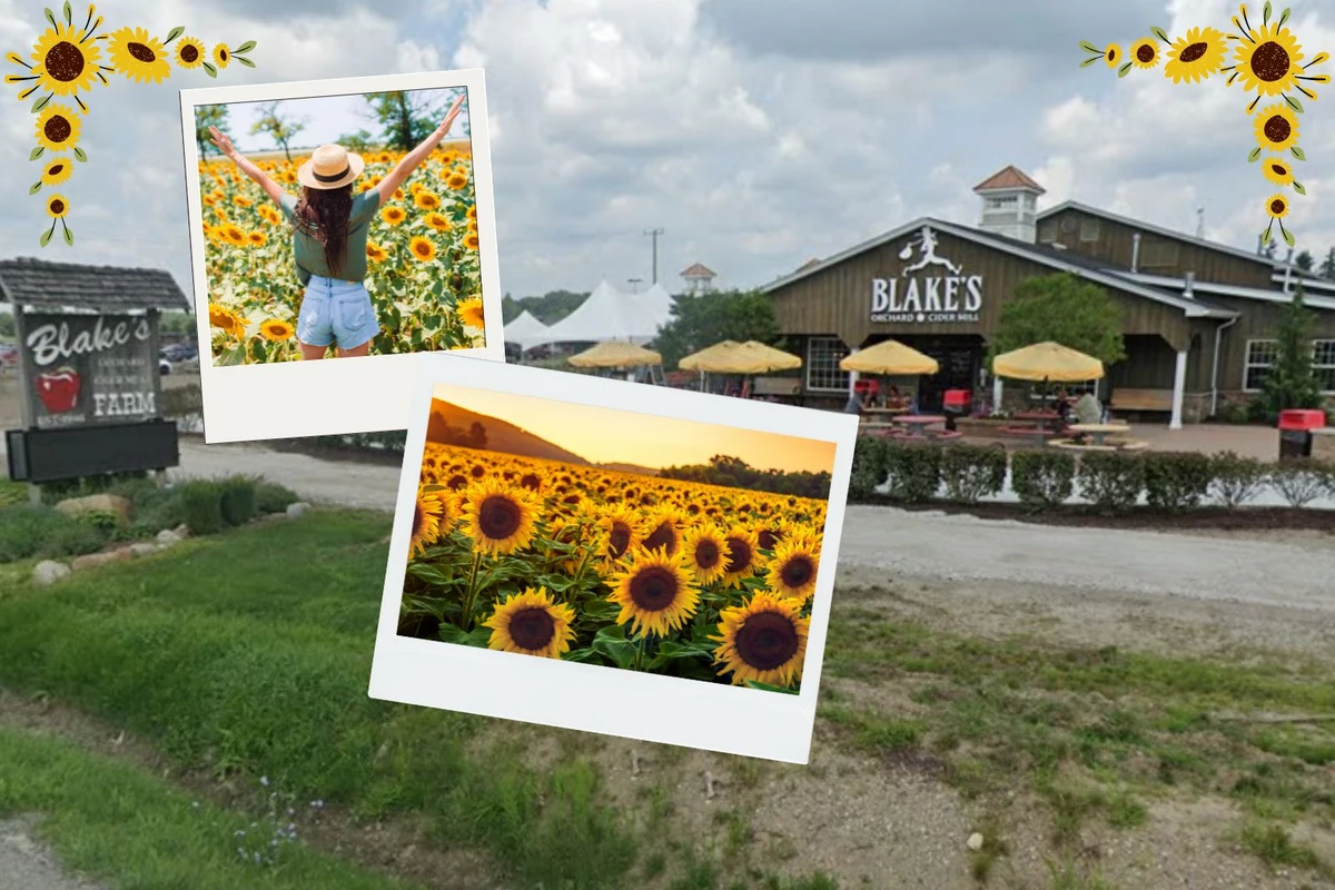 Sunflower Festival is This Weekend at Blake's in Armada, Michigan