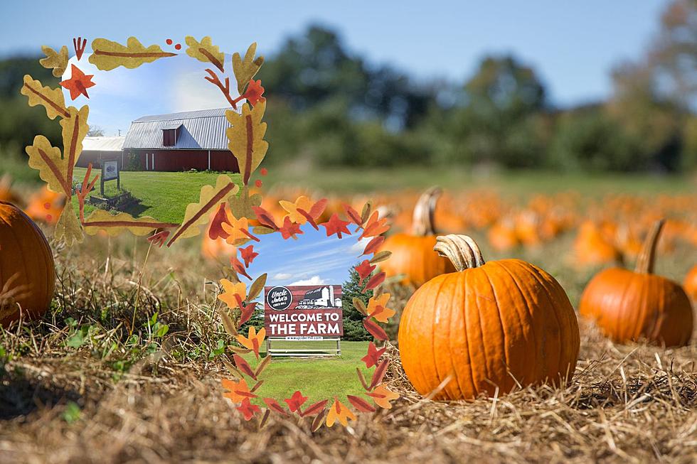 The Best U-Pick Pumpkins Patches in Mid Michigan