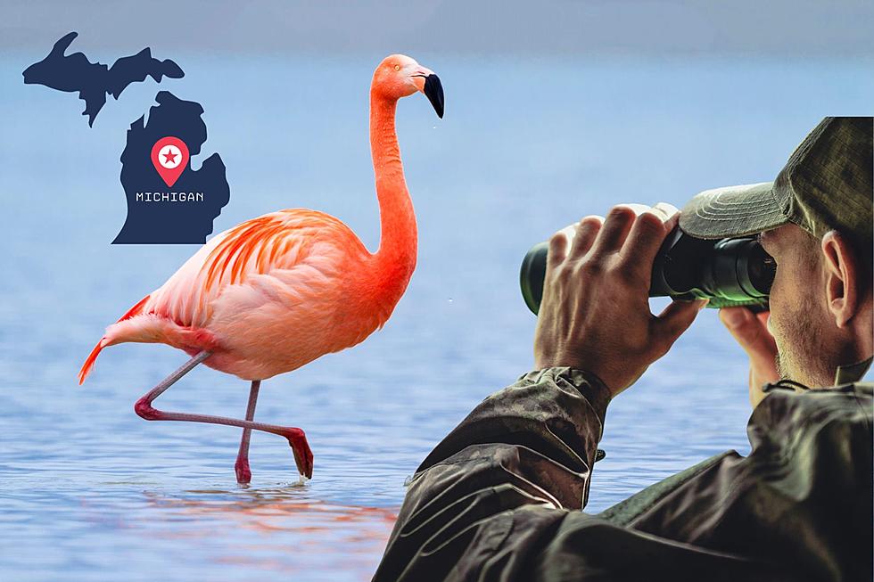Your Eyes Don’t Deceive You, A Flamingo Was Spotted in Michigan for the First Time