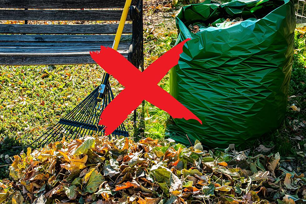 Do Michiganders Really Need to Rake Their Leaves?